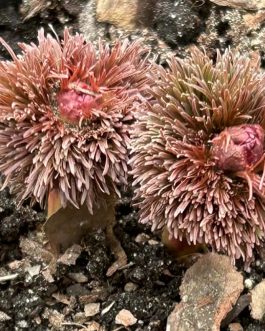 Paeonia tenuifolia 'Plena’/’Rubra Plena’ (Piwonia delikatna) Rarytas!