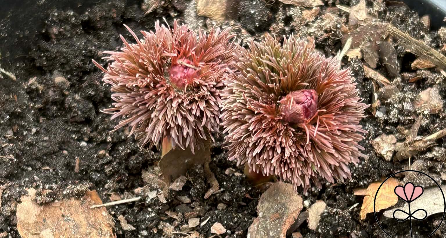 Paeonia tenuifolia 'Plena'/'Rubra Plena' (Piwonia delikatna) Rarytas!