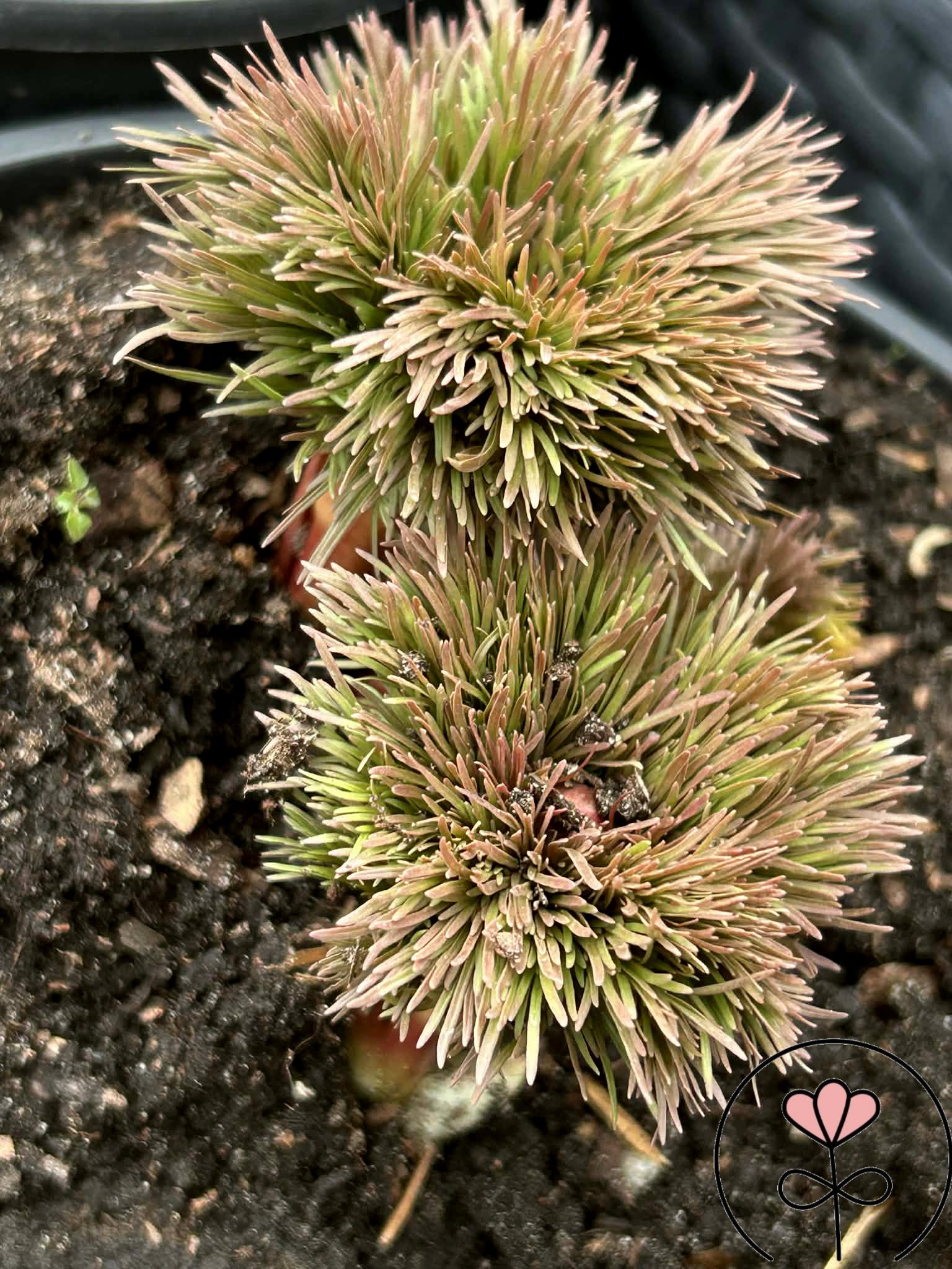 Paeonia tenuifolia 'Plena'/'Rubra Plena' (Piwonia delikatna) Rarytas! - obrazek 4