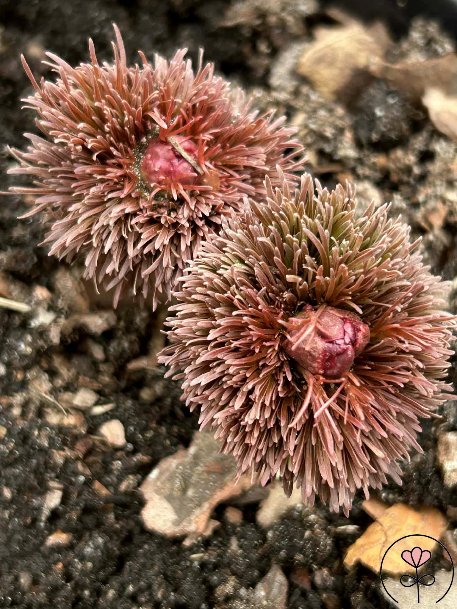 Paeonia tenuifolia 'Plena'/'Rubra Plena' (Piwonia delikatna) Rarytas! - obrazek 5