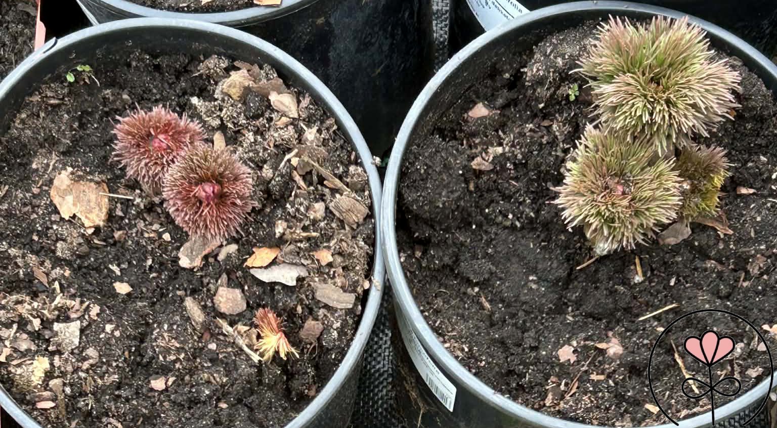 Paeonia tenuifolia 'Plena'/'Rubra Plena' (Piwonia delikatna) Rarytas! - obrazek 3