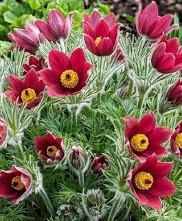 Pulsatilla vulgaris 'Roede Klokke’ (Sasanka zwyczajna) nowość!