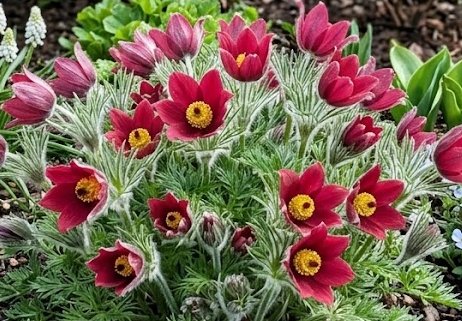 Pulsatilla vulgaris 'Roede Klokke' (Sasanka zwyczajna) nowość!