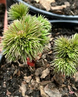 Paeonia tenuifolia (Piwonia delikatna)