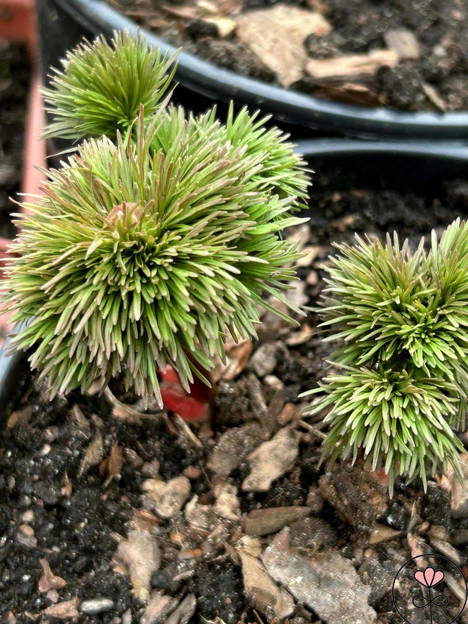 Paeonia tenuifolia (Piwonia delikatna) - obrazek 2