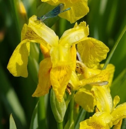 Iris pseudacorus 'Variegata' (Kosaciec żółty) nowość!! - obrazek 2
