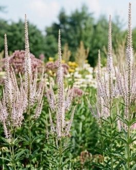 Veronicastrum virginicum 'Tante Bertha’ (Przetacznikowiec wirginijski) nowość!