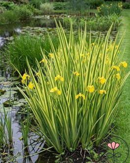 Iris pseudacorus 'Variegata’ (Kosaciec żółty) nowość!!